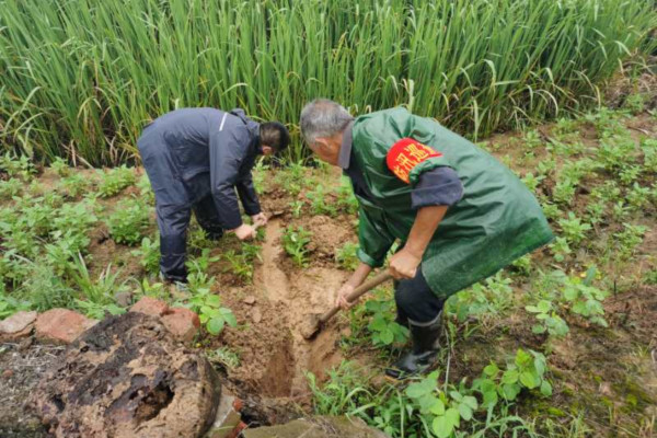 蜂蜜瀏覽器_王傳華父子在導滲.jpg