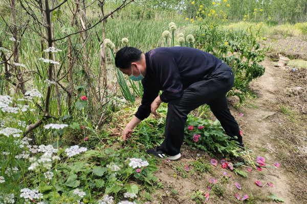 蜂蜜瀏覽器_全力預(yù)防和打擊非法種植毒品原植物犯罪.jpg