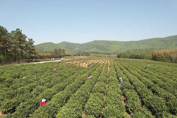 陶廠鎮(zhèn)-茶葉種植-600.jpg